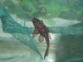 /album/ancistrus-sp-l59/a-l59-jpg/
